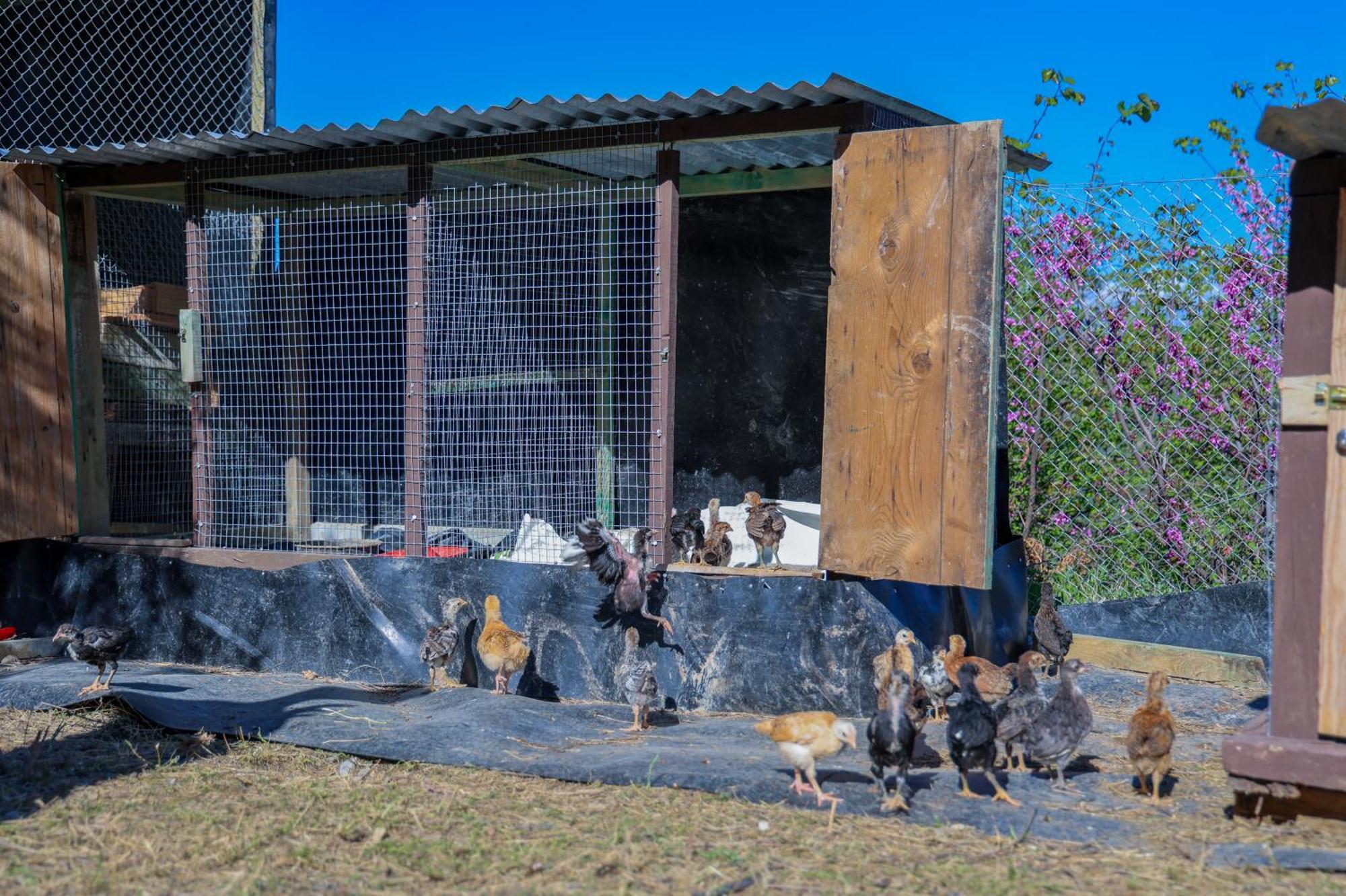 Villa Shpiragu Village Experience Μπεράτ Εξωτερικό φωτογραφία