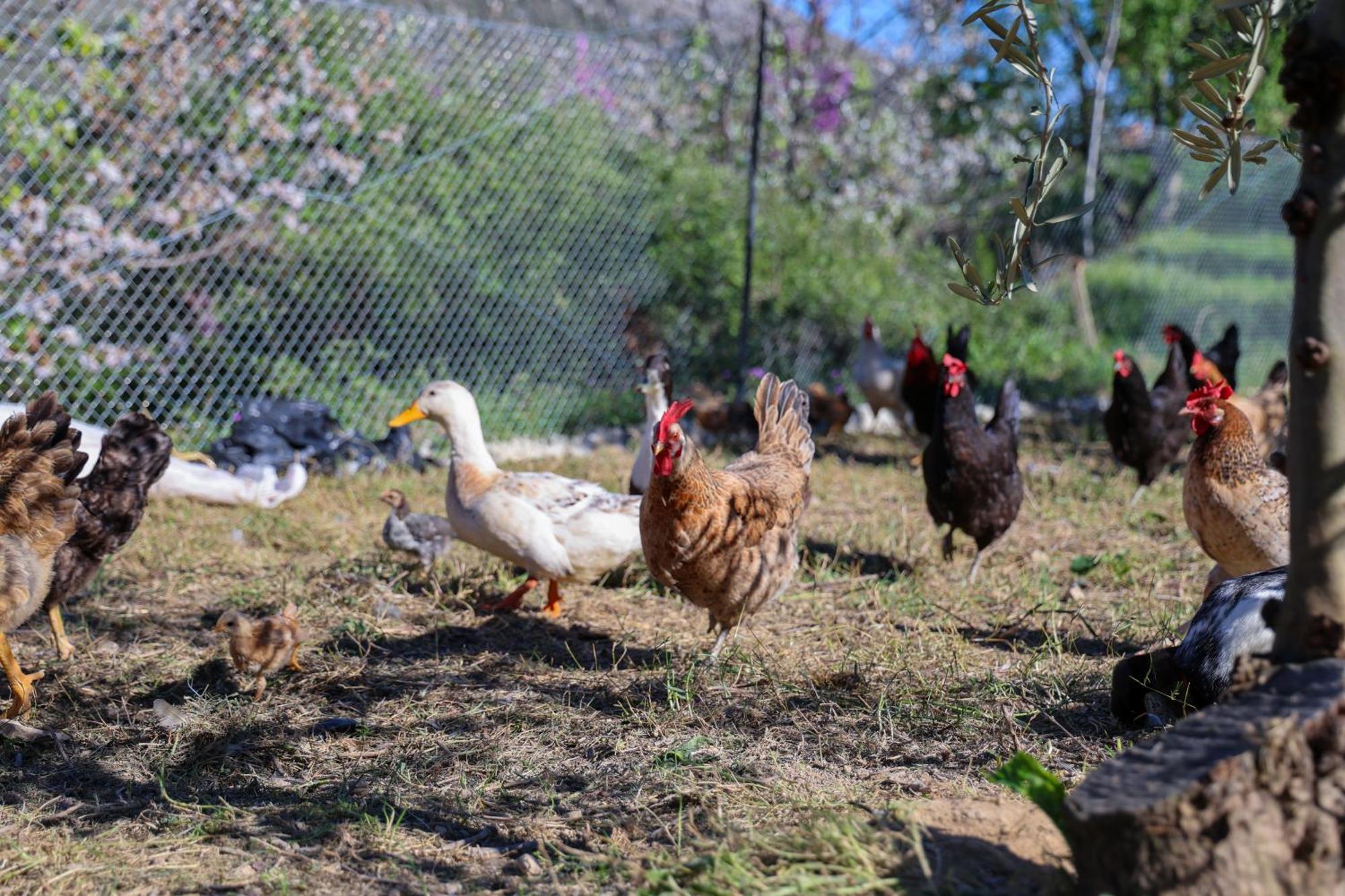 Villa Shpiragu Village Experience Μπεράτ Εξωτερικό φωτογραφία