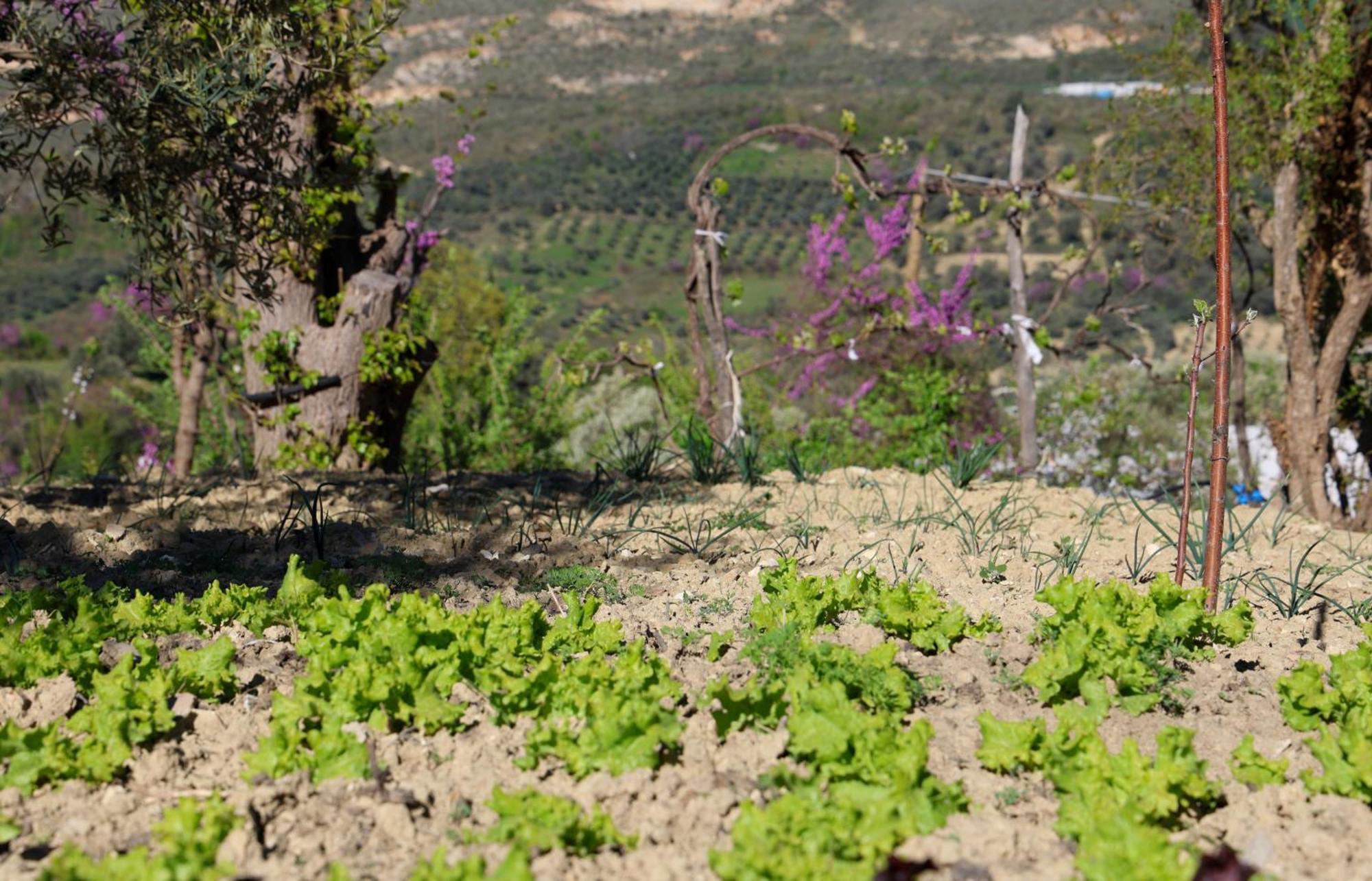 Villa Shpiragu Village Experience Μπεράτ Εξωτερικό φωτογραφία