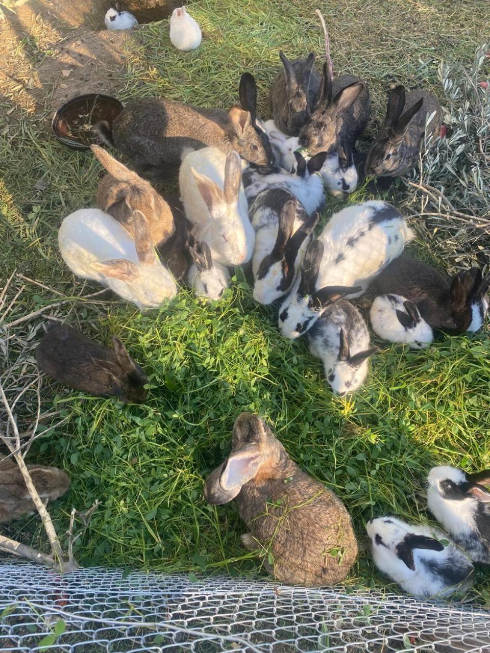 Villa Shpiragu Village Experience Μπεράτ Εξωτερικό φωτογραφία
